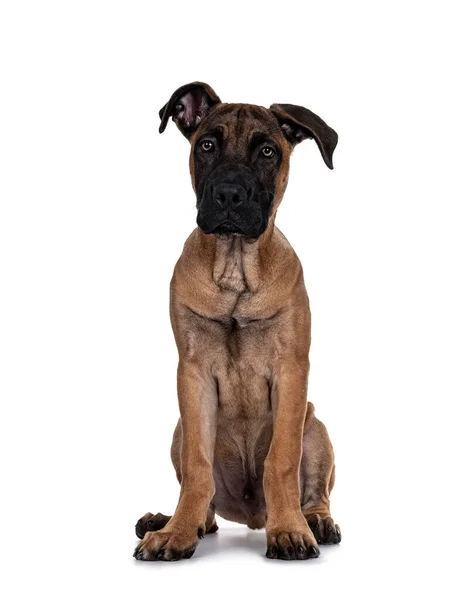 Bonito Boerboel Malinois Mestiço Cão Sentado Frente Para Frente Cabeça — Fotografia de Stock