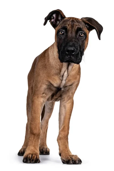 Knappe Boerboel Malinois Kruising Hond Naar Voren Gericht Nieuwsgierig Naar — Stockfoto