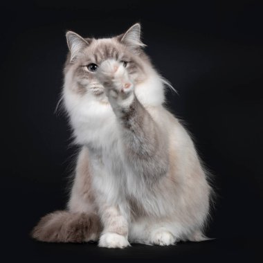 Güzel Neva Masquerade kedisi önde oturuyor. Açık mavi gözlerle kameranın yanına bakıyordu. Siyah bir arka planda izole edilmiş. Bir patisi havada, yüzün önünde..