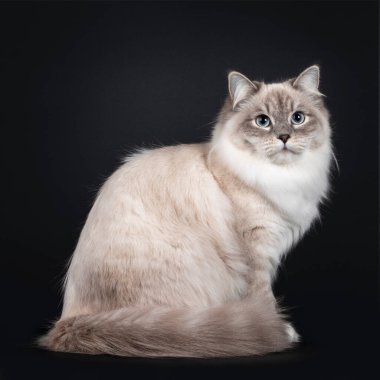 Güzel Neva Masquerade kedisi kuyruğunu kıstırıp yan yana oturuyor. Açık mavi gözlerle kameranın yanına bakıyordu. Siyah bir arkaplanda izole edilmiş.