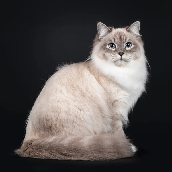 かわいいネヴァ マスケード猫が体の周りを尾で横に座っている ライトブルーの目でカメラをまっすぐ見て 黒い背景に隔離された — ストック写真