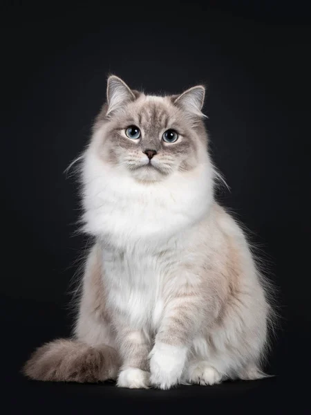 Snygg Neva Masquerade Katt Sittande Framifrån Blickar Mot Kameran Med — Stockfoto