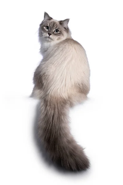 Hübsche Neva Masquerade Katze Sitzt Rückwärts Blickt Mit Hellblauen Augen — Stockfoto