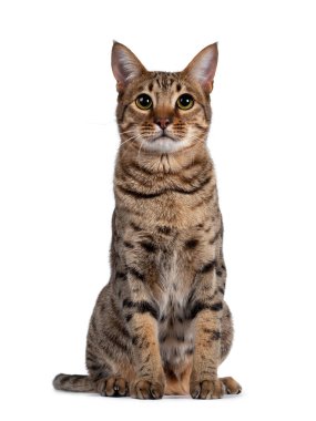 Güzel, altın benekli, genç, yetişkin bir kedi, yüzü önde oturuyor. Kameranın üstüne büyük gözlerle bakıyor. Beyaz arkaplanda izole.