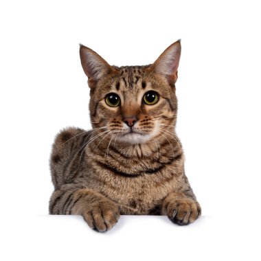 Güzel, altın benekli, genç, yetişkin bir kedi, yüzükoyun uzanıyor. Büyük gözlerle kameraya bakıyorum. Beyaz arka planda izole edilmiş. Pençeler hafifçe kenarda.