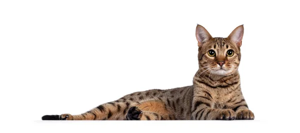 Güzel Altın Benekli Genç Yetişkin Kedi Yan Yana Yatıyor Kameranın — Stok fotoğraf