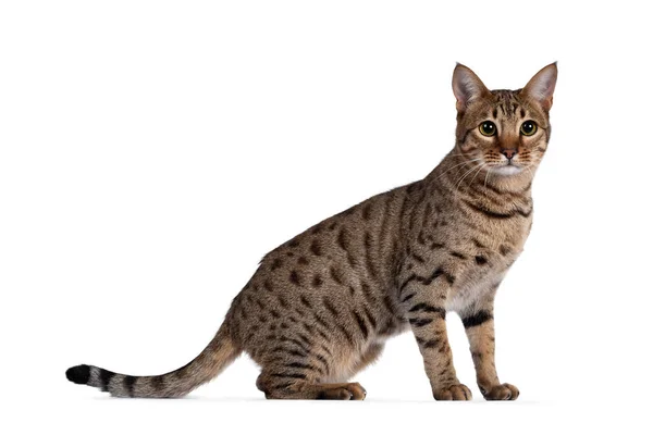 Beautiful Golden Brown Spotted Young Adult Cat Standing Side Ways — Stock Photo, Image