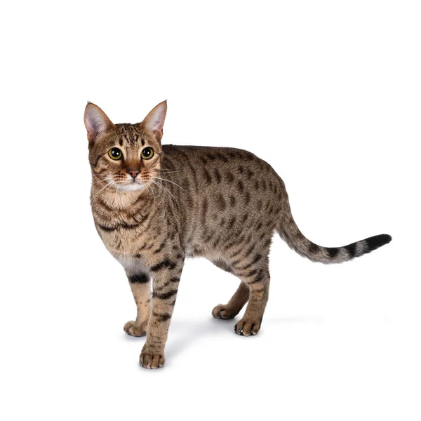 Beautiful Golden Brown Spotted Young Adult Cat Standing Side Ways — Stock Photo, Image