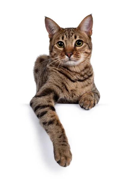 Vacker Gyllenbrun Fläckig Ung Vuxen Katt Liggande Ned Vänd Framåt — Stockfoto