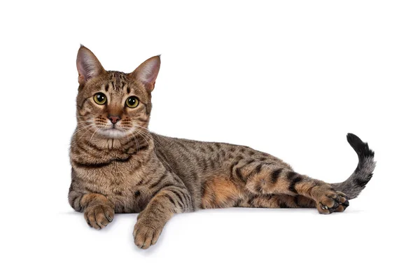 Güzel altın benekli genç yetişkin kedi yan yana yatıyor. Kameranın yanına büyük gözlerle bakıyor. Beyaz arka planda izole edilmiş. Pençeler kenarda.
