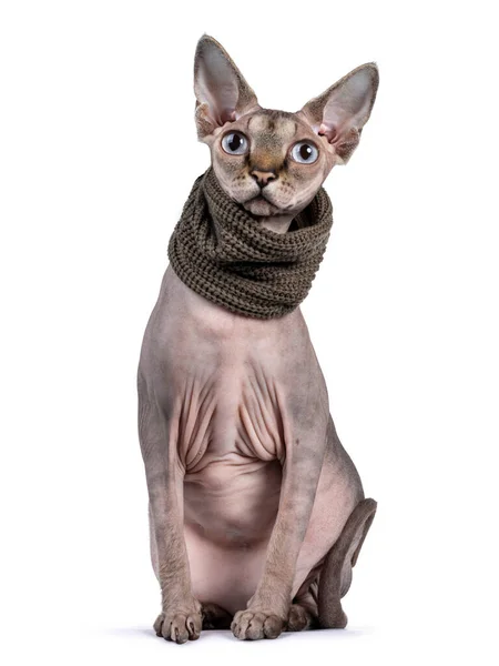 Jovem Adulto Sphynx Gato Frente Vestindo Colarinho Verde Olhando Para — Fotografia de Stock