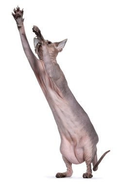 Arka pençeleri üzerinde duran genç yetişkin Sphynx kedisi bir şey yakalamak için dışarı çıktı. Açık mavi gözlerle yukarı bakıyor. beyaz arkaplanda izole.