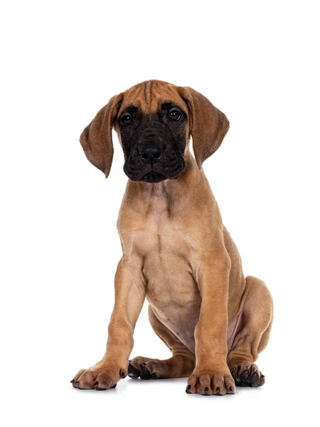 Handsome Naughty Fawn Blond Great Dane Puppy Sitting Facing Front — Stock Photo, Image