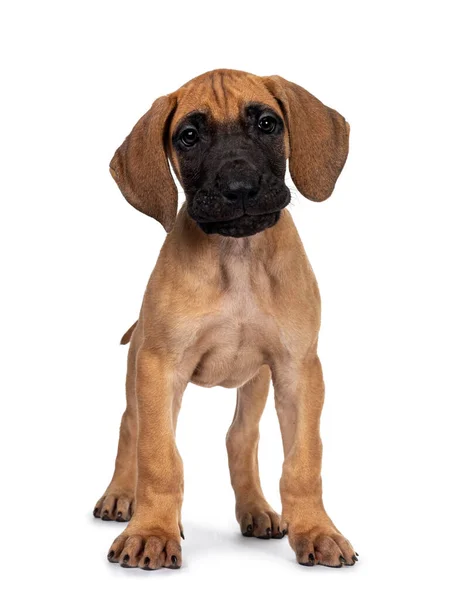 Handsome Naughty Fawn Blond Great Dane Puppy Standing Facing Front — Stock Photo, Image