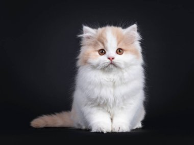 Yumuşak beyaz, krem rengi İngiliz Uzun Saçlı kedi yavrusu, yüzü önde oturuyor. Turuncu gözlerle kameraya doğru bakıyor. Siyah arka planda izole edilmiş. Gövdenin yanına kuyruk.