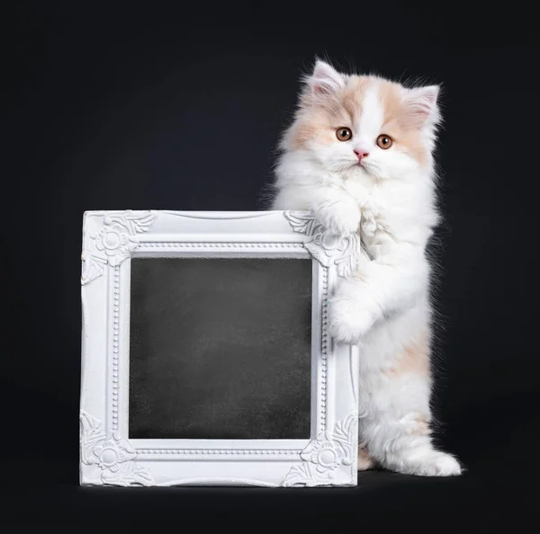 Fluffy White Creme British Longhair Kitten Standing Holding White Photo — Stock Photo, Image