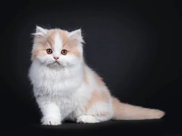 Fluffy White Met Crème British Longhair Kitten Zit Zijwaarts Kijk — Stockfoto