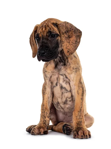 Leuke Lichte Hoofdstel Great Dane Pup Zit Een Beetje Zijwaarts — Stockfoto