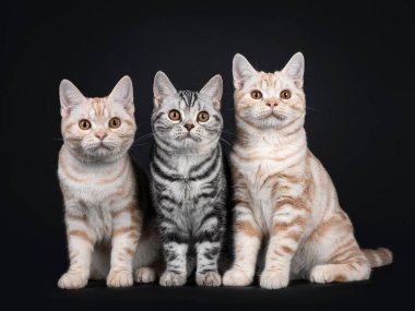 Üç kedi yavrusu yan yana oturuyor. Hepsi turuncu gözlü kameraya bakıyor. Siyah arkaplanda izole.