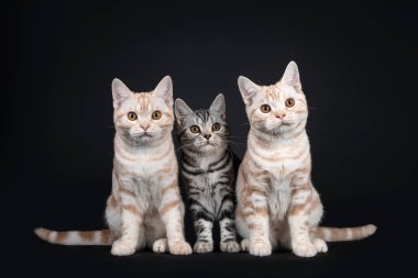 Üç kedi yavrusu yan yana oturuyor. Hepsi turuncu gözlü kameraya bakıyor. Siyah arkaplanda izole.