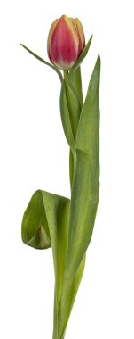 Beyaz zemin üzerinde izole edilmiş tek şeftali / pembe lalenin yan görüntüsü.