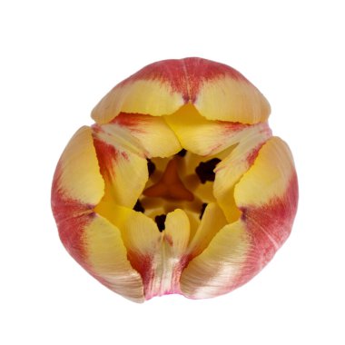 Beyaz arkaplanda izole edilmiş sarı / şeftali lale çiçeğinin üst görüntüsünü kapat.