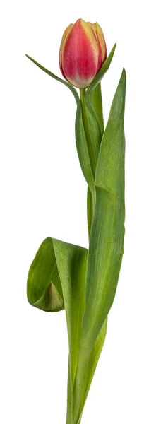 Vista Lateral Pêssego Único Tulipa Rosa Isolado Fundo Branco — Fotografia de Stock