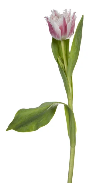 Vista Lateral Uma Tulipa Rosa Branca Com Babados Isolada Fundo — Fotografia de Stock
