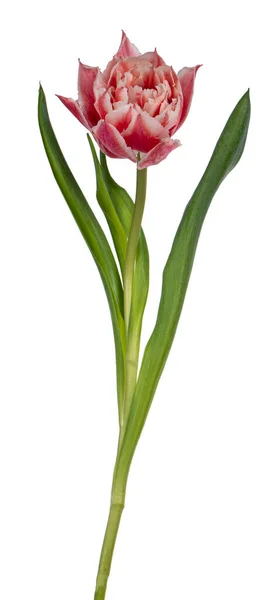 Vista Lateral Única Tulipa Dupla Rosa Branca Isolada Sobre Fundo — Fotografia de Stock