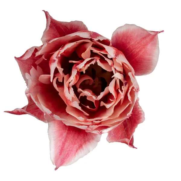 Закрыть Сверху Вид Двойного Розового Цвета Белым Цветком Тюльпана Изолированным — стоковое фото