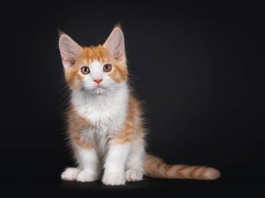 Beyaz soytarı kedi yavrusuyla şirin kırmızı, yüzü önde oturuyor. Kameraya doğru bakıyorum. Siyah arkaplanda izole.