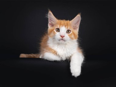 Beyaz palyaço kedisi kedi yavrusuyla sevimli kırmızı, ön pençeleri aşağıda kenarda yatıyor. Kameraya doğru bakıyorum. Siyah arkaplanda izole.