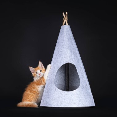 Yanında oturan ve gri keçeli tente çadırını tırmalayan beyaz soytarı kedi yavrusuyla sevimli kırmızı bir kedi. Kameraya doğru yaramaz görünüyor. Siyah arkaplanda izole.