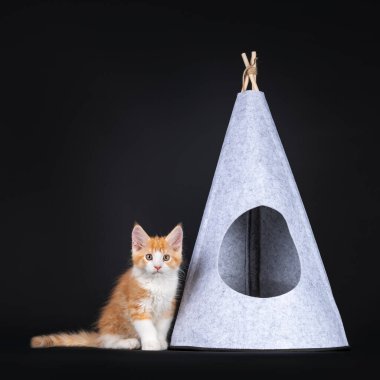 Beyaz palyaço kedisiyle şirin kırmızı, gri keçeli çadırın yanında oturuyor. Kameraya doğru yaramaz görünüyor. Siyah arkaplanda izole.