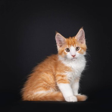 Beyaz soytarı kedi yavrusuyla şirin kırmızı, yan yana oturuyor. Kameranın yanında meraklı görünüyor. Siyah arka planda izole edilmiş. Ön patiler arasında kuyruk.