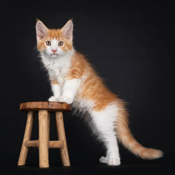 Mignon Rouge Avec Chaton Arlequin Blanc Latéral Debout Avec Pattes — Photo