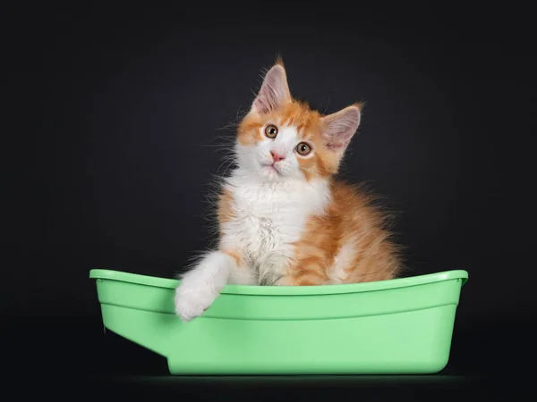 Aranyos Piros Val Fehér Harlequin Macska Cica Oldal Ban Zöld — Stock Fotó