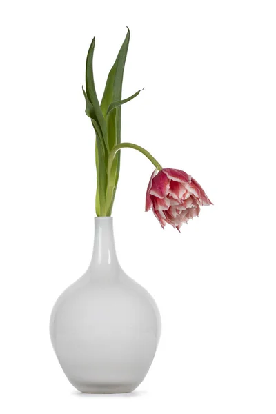 Único Rosa Com Tulipa Branca Vaso Vidro Isolado Fundo Branco — Fotografia de Stock