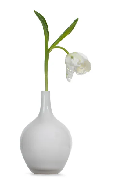 Tulipe Simple Blanche Dans Vase Verre Isolée Sur Fond Blanc — Photo