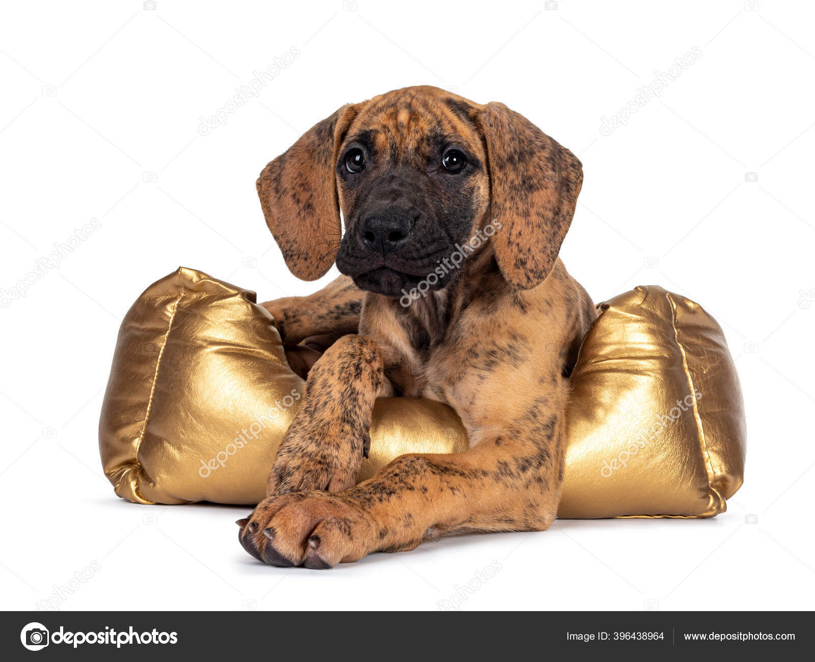 Cute Light Brindle Great Dane Puppy Laying Golden Basket Looking