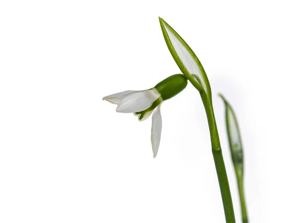 Fleur Unique Chute Neige Isolée Sur Fond Blanc — Photo