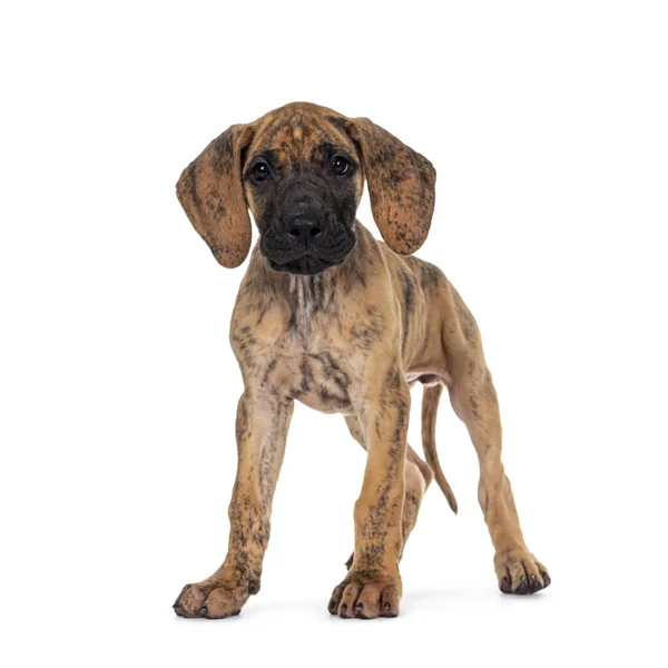 Söt Lätt Brindle Great Dane Valp Står Vänd Framåt Blickar — Stockfoto