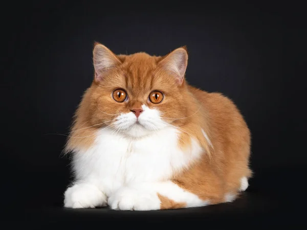 Adorable red with white British Longhair cat, laying down facing front.  Looking to camera with big orange eyes. Isolated on black background.
