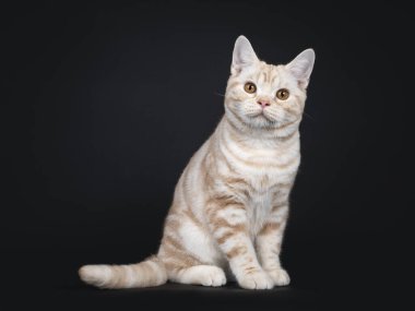 Şirin kremalı tekir Amerikan Shorthair kedisi, yan yana oturuyor. Turuncu gözlü ve tatlı kafalı kameraya bakıyorum. Siyah arkaplanda izole.