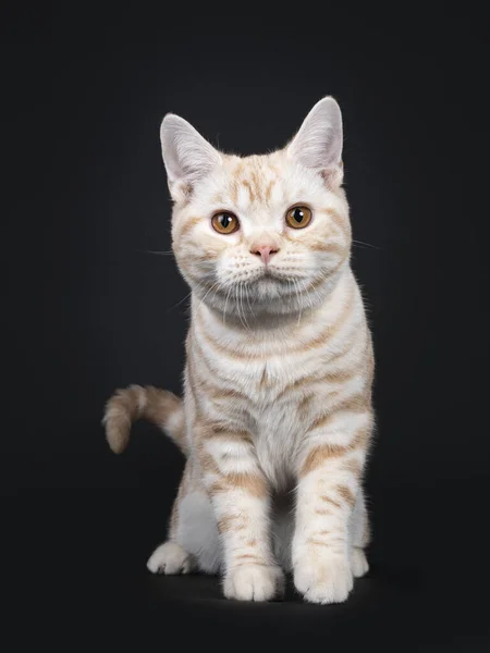 Симпатичный Котенок Крем Тэбби Американской Кошки Shorthair Сидящий Идущий Зрителю — стоковое фото