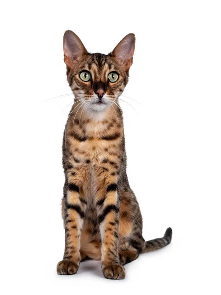 Söt Savannah Katt Sitter Rakt Mot Framsidan Ser Bredvid Kameran — Stockfoto