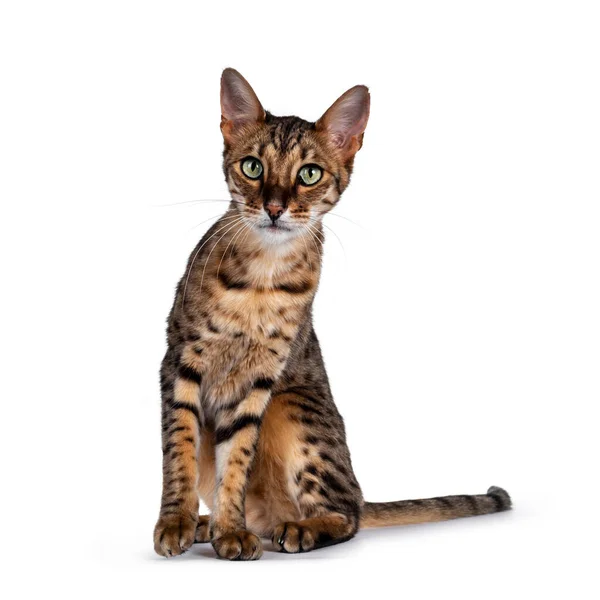 Lindo Gato Savannah Sentado Frente Frente Mirando Cámara Con Ojos —  Fotos de Stock