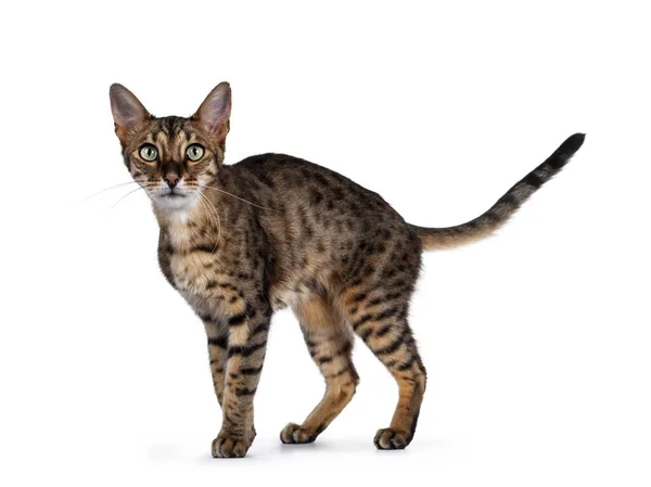 Niedliche Savannah Katze Stehen Gehen Seitlich Blickt Mit Grünen Augen — Stockfoto