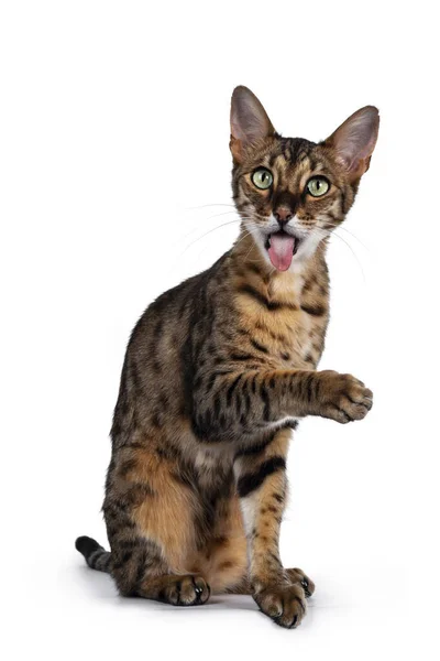 Funny Savannah Cat Sitting Straight Facing Front Looking Camera Green — Stock Photo, Image