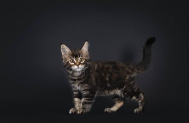 Güzel işaretlenmiş mermer ördekli Maine Rakun kedi yavrusu, yan yana duruyor. Sarı gözlü kameraya doğru şaşkın şaşkın bakıyor. Kuyruk acısı havada. Siyah arkaplanda izole.